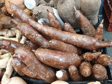 Maniok - Manihot esculenta - 5+ Samen - Seeds YUCA - Tapioca R 165