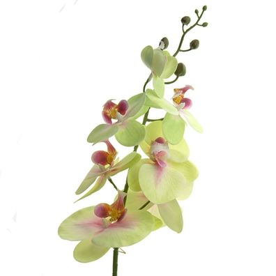 GASPER Phalaenopsis - Schmetterlingsorchidee Grün - Rosa 86 cm - Kunstblumen