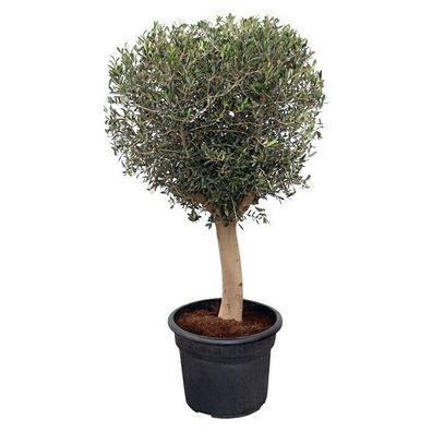 XXL Olivenbaum 25-30 Jahre alt - Olea Europea Hochstamm 180-200 cm Stammumfang 20 cm