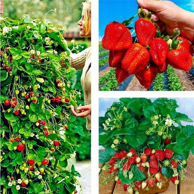 Erdbeerpflanzen Portola, Immertragende Erdbeeren, sehr süß Früchte, 10 Pflanzen