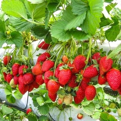 Erdbeerpflanzen Monterey, Immertragende Erdbeeren, Kletter-Erdbeere, 10 Pflanzen