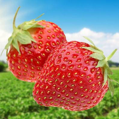 Erdbeerpflanzen Albion - Hänge-Erdbeere - Immertragende Erdbeeren - 10 Pflanzen Erdb