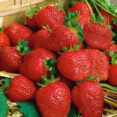 Erdbeerpflanzen Elegance, große Früchte, resistent gegen Regen, 10 Pflanzen Erdbeerpf