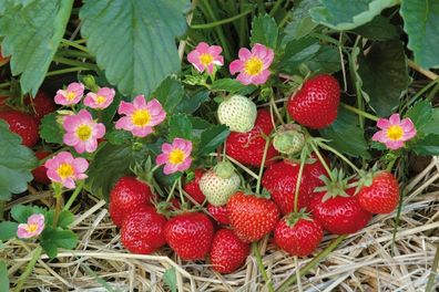 Erdbeerpflanzen verschiedene Sorten große und süße Früchte Gigant Lambada Senga