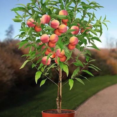 Pfirsich Suncrest Prunus persica Suncrest topfpflanze pflanzentopfgröße cm ø 20cm