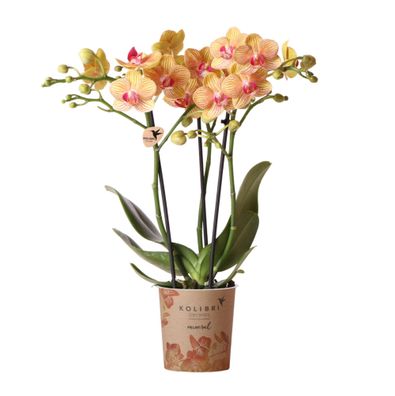 Kolibri Orchids | orange Phalaenopsis Orchidee -35cm hoch - Topfgröße 9cm | blühen...