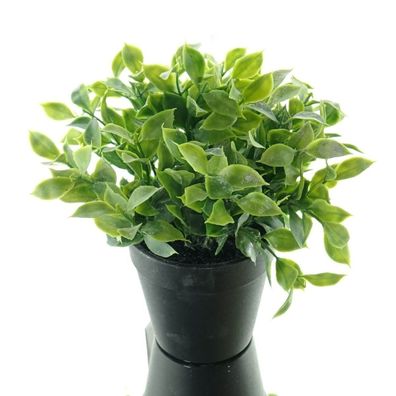 GASPER Ruscus Grün breiter Pflanzenaufbau schwarzer Topf 20 cm - Kunstpflanzen