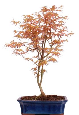 Bonsai - Acer palmatum 'Katsura', Fächerahorn 222/17
