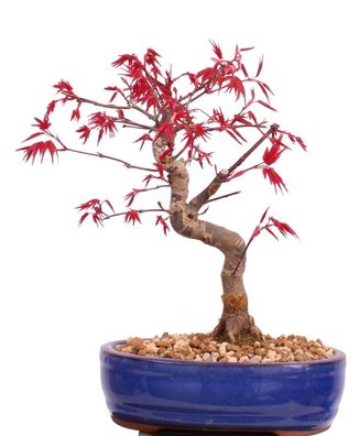 Bonsai - Acer palmatum Deshojo, roter Fächerahorn 222/12
