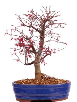 Bonsai - Acer palmatum Deshojo, roter Fächerahorn 222/14