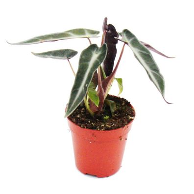 Mini-Pflanze - Alocasia - Pfeilblatt - Ideal für kleine Schalen und Gläser - Baby-...