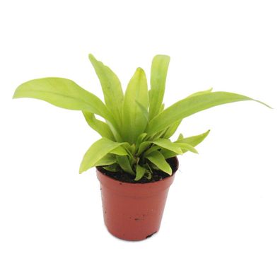 Mini-Pflanze - Asplenium antiquum - Nestfarn - Ideal für kleine Schalen und Gläser...