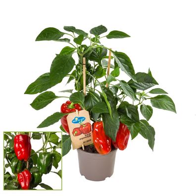 Paprika-Pflanze mit roten Früchten - für Balkon und Garten - 14cm Topf - Gemüse-To-Go