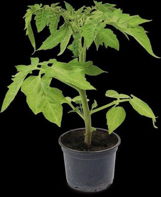 Tomatenpflanzen / Gemüsepflanzen verschiedene Sorten - Lieferung ab 15.04.2024