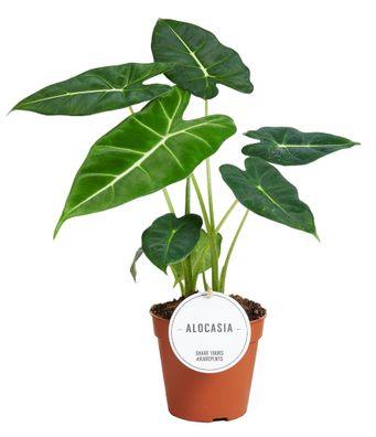 Alocasia Frydek - Ø12cm - 35cm - Zimmerpflanze - Immergrün