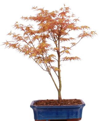 Bonsai - Acer palmatum 'Katsura', Fächerahorn 222/18