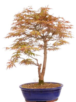 Bonsai - Acer palmatum 'Katsura', Fächerahorn 222/08
