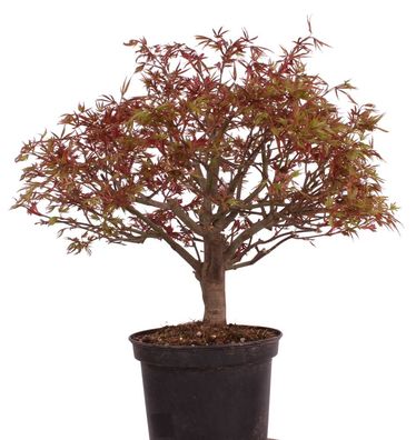 Bonsai - Acer palmatum 'Shaina', Roter Fächerahorn 216/36