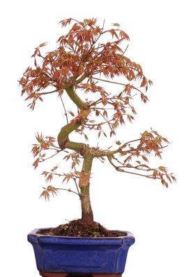 Bonsai - Acer palmatum, Japanischer Fächerahorn 222/04