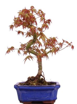 Bonsai - Acer palmatum, Japanischer Fächerahorn 222/05