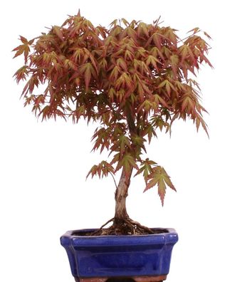 Bonsai - Acer palmatum, Japanischer Fächerahorn 222/06