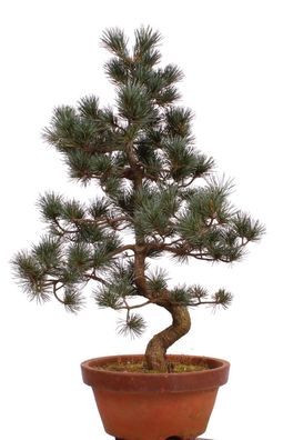 Bonsai - Pinus parviflora, Japanische Mädchenkiefer 222/43