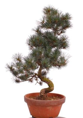 Bonsai - Pinus parviflora, Japanische Mädchenkiefer 222/44