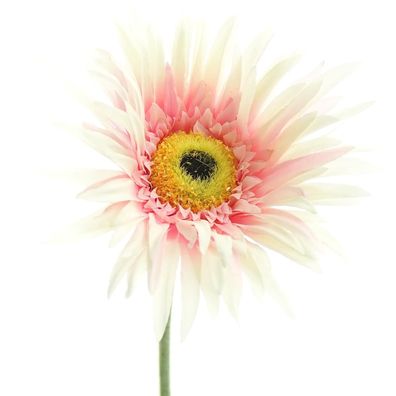 GASPER Gerbera Creme & Rosa 66 cm - Kunstblumen