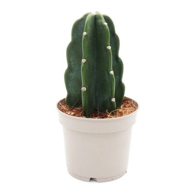 Cuddly Kaktus - Der Kaktus zum Kuscheln - ohne Stacheln - Neuheit - 12cm Topf