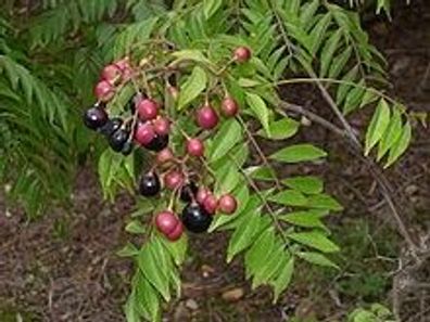 Currybaum Murraya koenigii 5 Samen selten