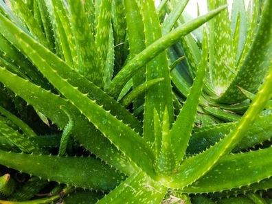 Echte Aloe Vera bardensis miller 100 Samen Pflanzen Aloe