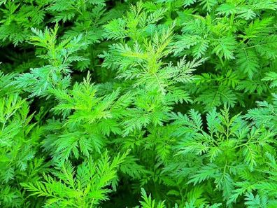 Einjähriger Beifuss Artemisia annua Qing Hao Gesund Samen