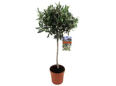 Olea europaea im Topf, Olivenbaum, 80-100cm Oliven Olea