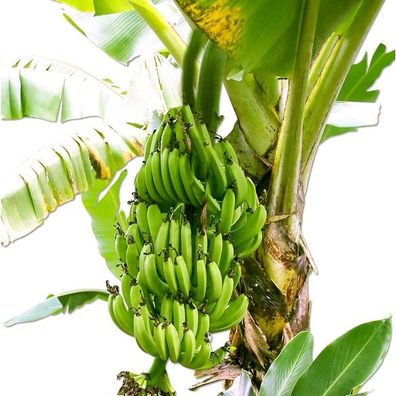 Winterharte Bananen ´grün´,1 Pfl. Faserbanane Bananenbaum Musa basjoo