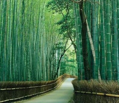 Goldener Bambus / Winterharter & schönster Riesenbambus der Welt Samen