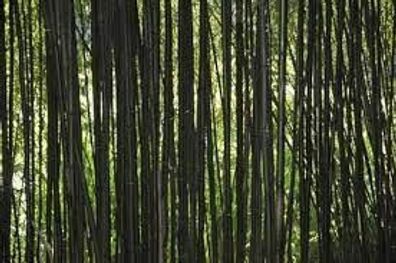 winterharter schwarzer Bambus : Schönster Bambus der Welt ! Bis 10 Meter hoch ! Samen