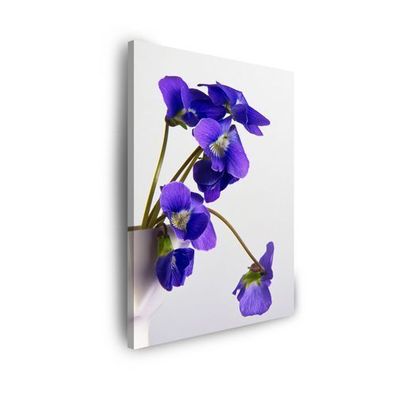 CANVAS Leinwandbilder Bilder Botanik Blaue Stiefmütterchen