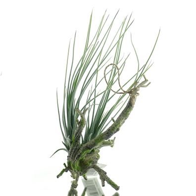 GASPER Anhänger Ast mit 2 aufsitzenden Tillandsien Grün 33 cm - Kunstpflanzen
