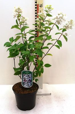 Rispenhortensie 'Unique' 5 L Topf 40-80 cm Hydrangea paniculata 'Unique'