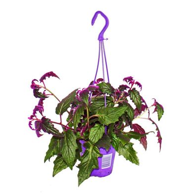 Zimmerpflanze zum Hängen - Gynura Purple Passion - Samtblatt - Samtnessel - lilafa...