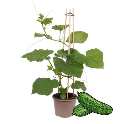 Gurkenpflanze Snack Cucumber - für Balkon und Garten - 14cm Topf - Gemüse-To-Go