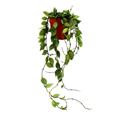 Zimmerpflanze hängend - Hoya krohniana Eskimo - Porzellanblume - Wachsblume - ...