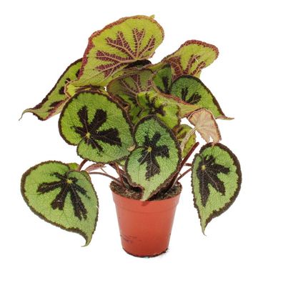 Blatt-Begonie - Begonia masoniana Mountain - braune Blätter mit Zeichnung- 15cm Topf