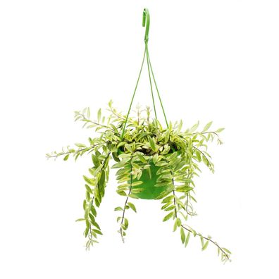 Zimmerpflanze zum Hängen - Aeschynanthus bicolor - panaschierte Schamblume - 14cm ...