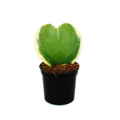 Hoya kerii - zweifarbige Herzblatt-Pflanze, Herzpflanze oder Kleiner Liebling - ...