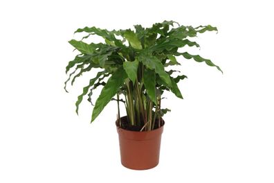 Calathea Bluegrass | Ø12cm | 40cm | Pflanze