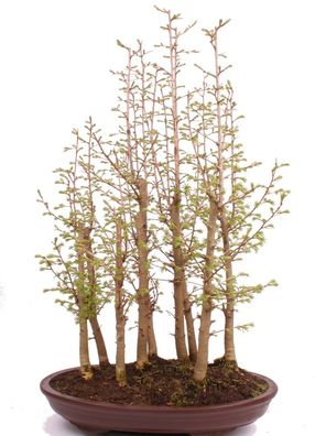 Bonsai - Pseudolarix amabilis, Goldlärche, Wald 222/51