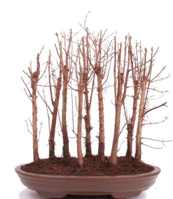 Bonsai - Metasequoia glyptostroboides, Urweltmammutbaum 222/35