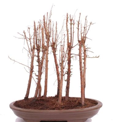 Bonsai - Metasequoia glyptostroboides, Urweltmammutbaum 222/36