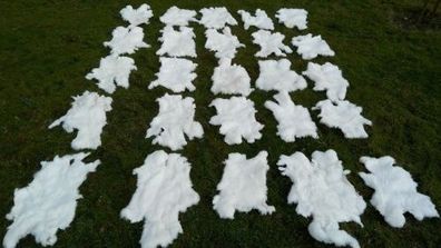 10x weiße Kaninchenfelle Hasenfelle Kaninchenfell Kaninchen Fell B WareTopPreis